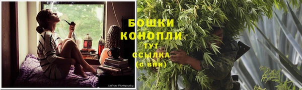прущие грибы Заводоуковск